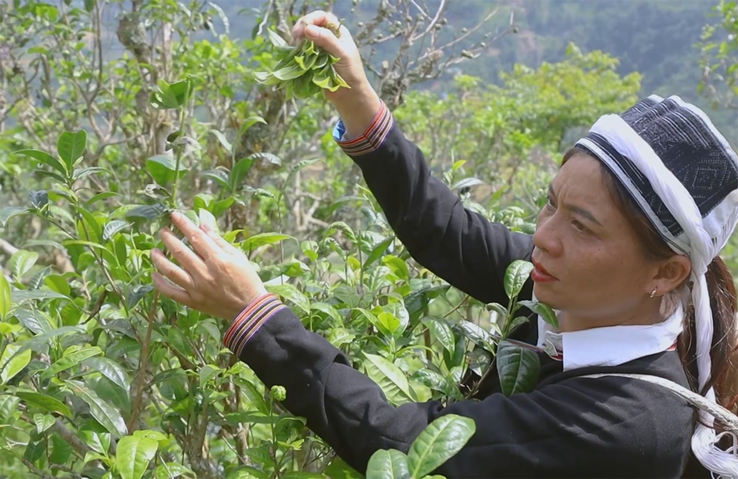 [Video] Đánh thức giá trị chè Shan tuyết - Hành trình đổi thay từ cộng đồng 