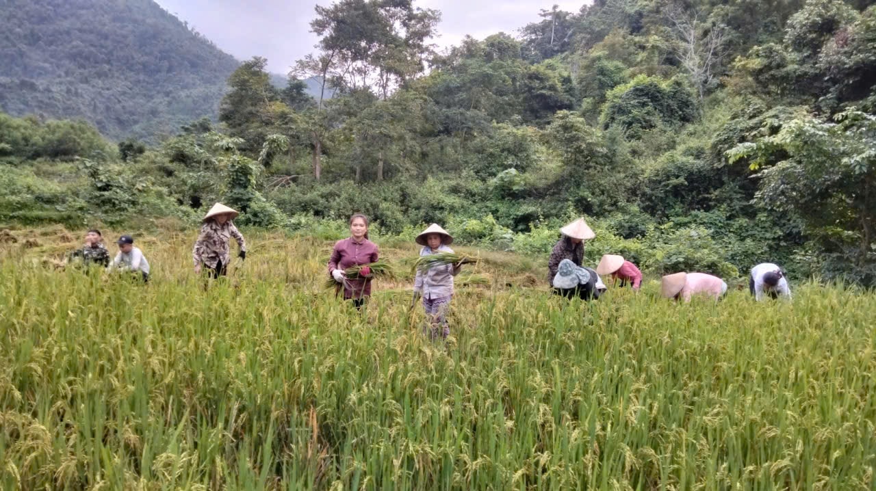 Thu hoạch lúa