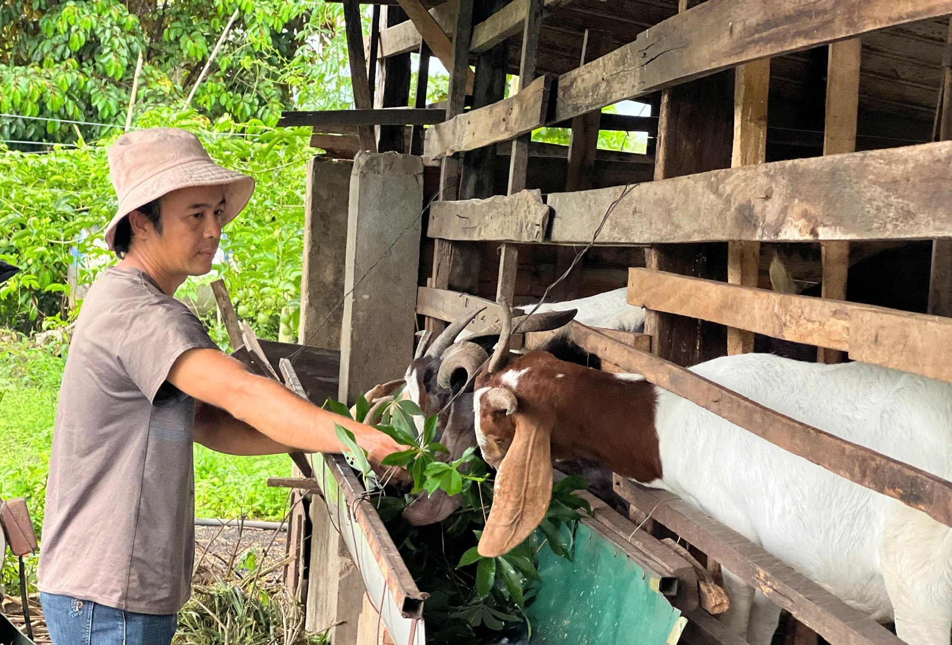 Đàn dê phát triển tốt, sinh sản đều, mang lại nguồn thu ổn định cho gia đình gia đình anh Hứa Văn Hữu