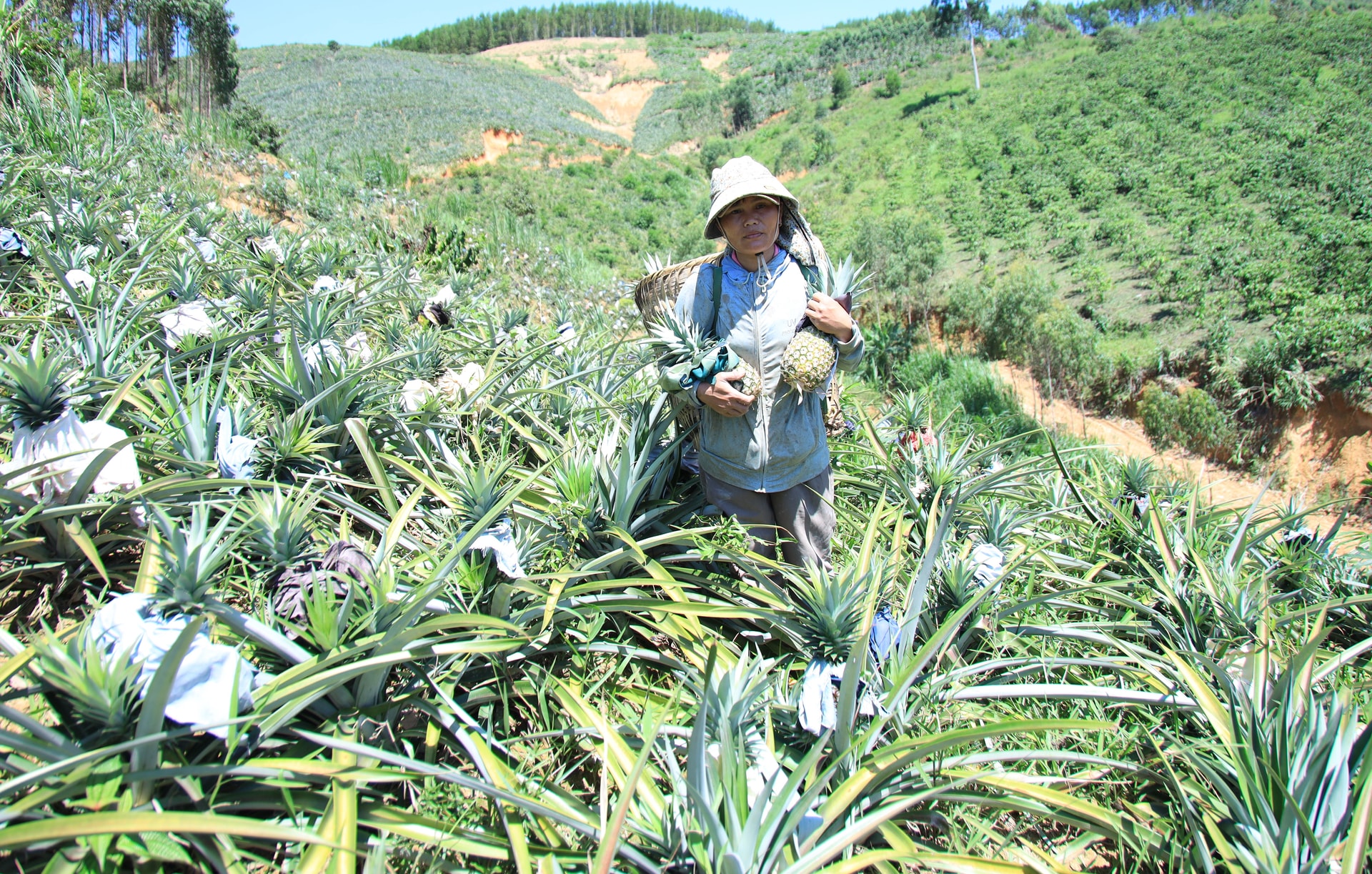 Nhờ phù hợp với điều kiện khí hậu, thổ nhưỡng và địa hình đồi dốc, cây dứa sinh trưởng tốt, ít sâu bệnh, cho năng suất ổn định