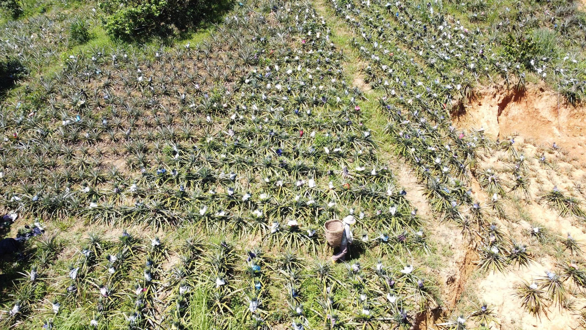 Toàn xã Yang Mao hiện có hơn 3.500ha dứa mật