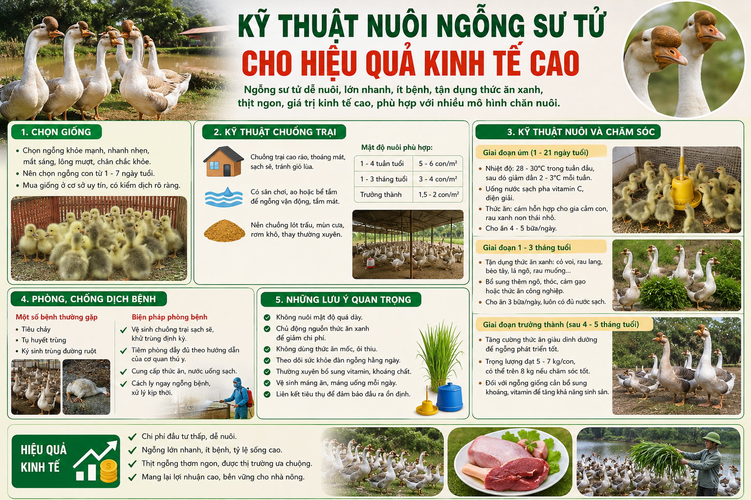 Nuôi ngỗng sư tử cần đầu tư không gian rộng rãi vì chúng có tốc độ lớn nhanh và đặc biệt ưa chuộng cỏ, rau xanh.