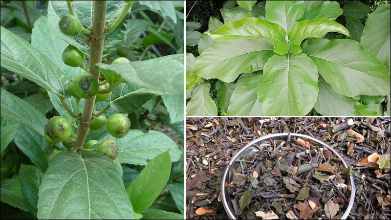 cay-ngai-co-tac-dung-gi-10-tac-dung-va-mot-so-bai-thuoc-20.jpg