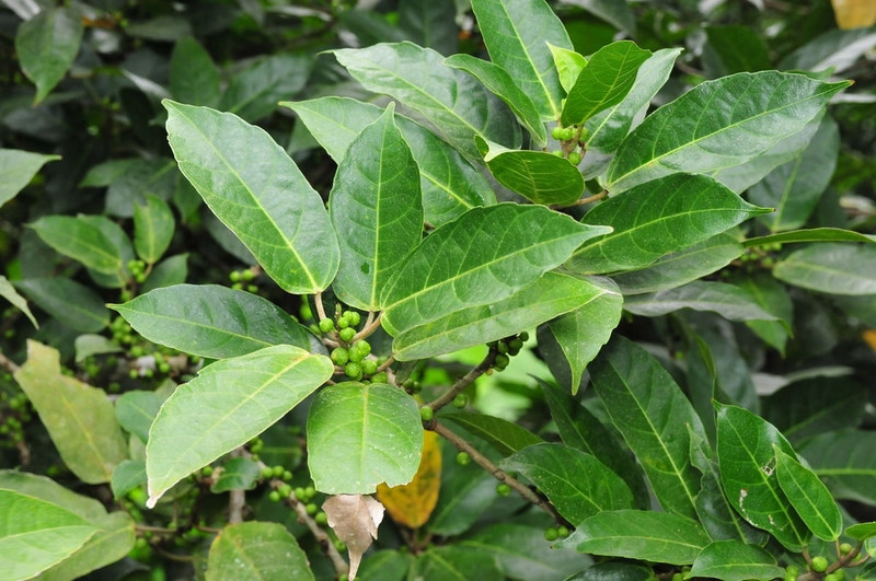 cây ngái