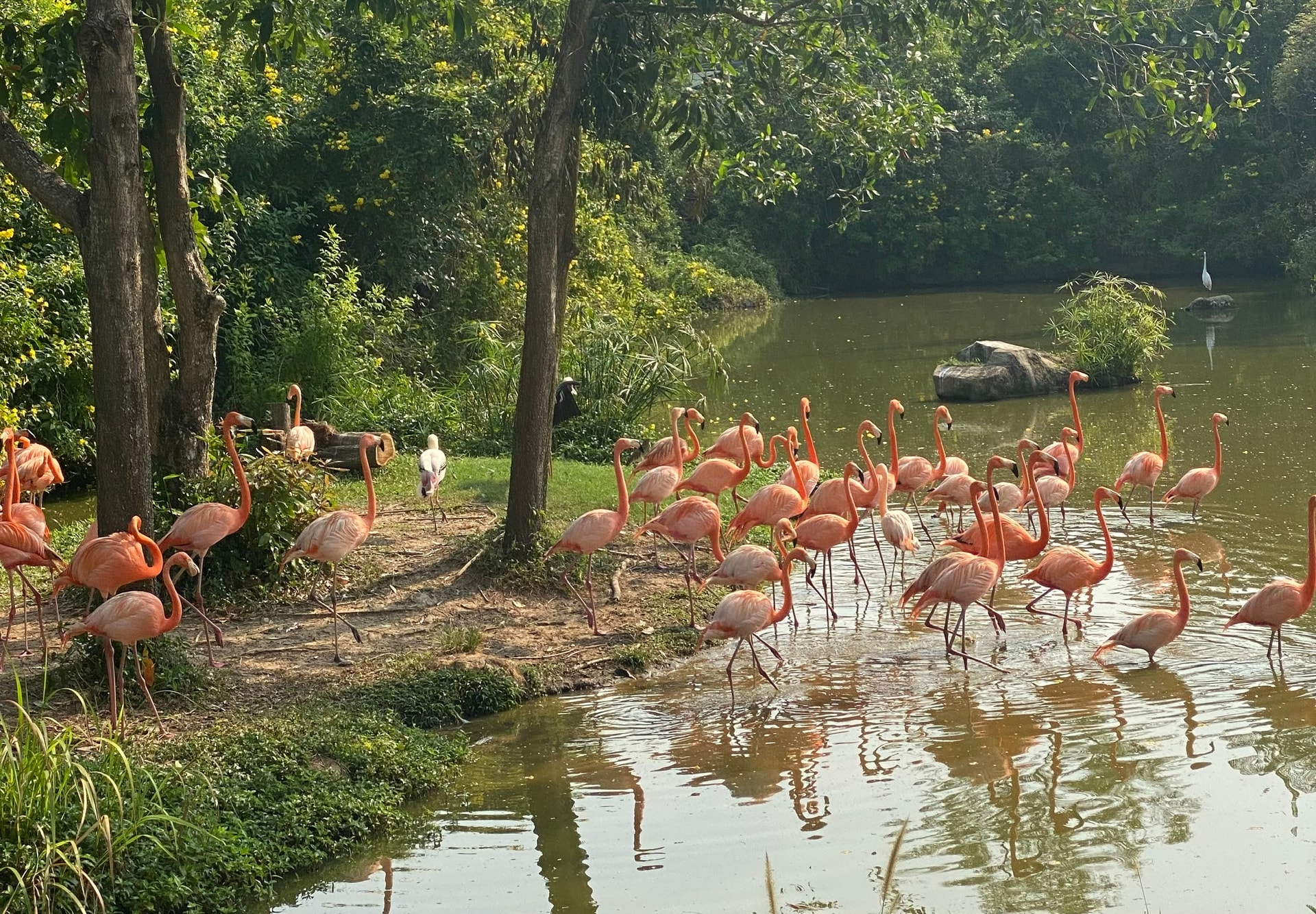 Đàn Hồng Hạc tại Vinpearl Safari Phú Quốc (Ảnh Việt Hà)