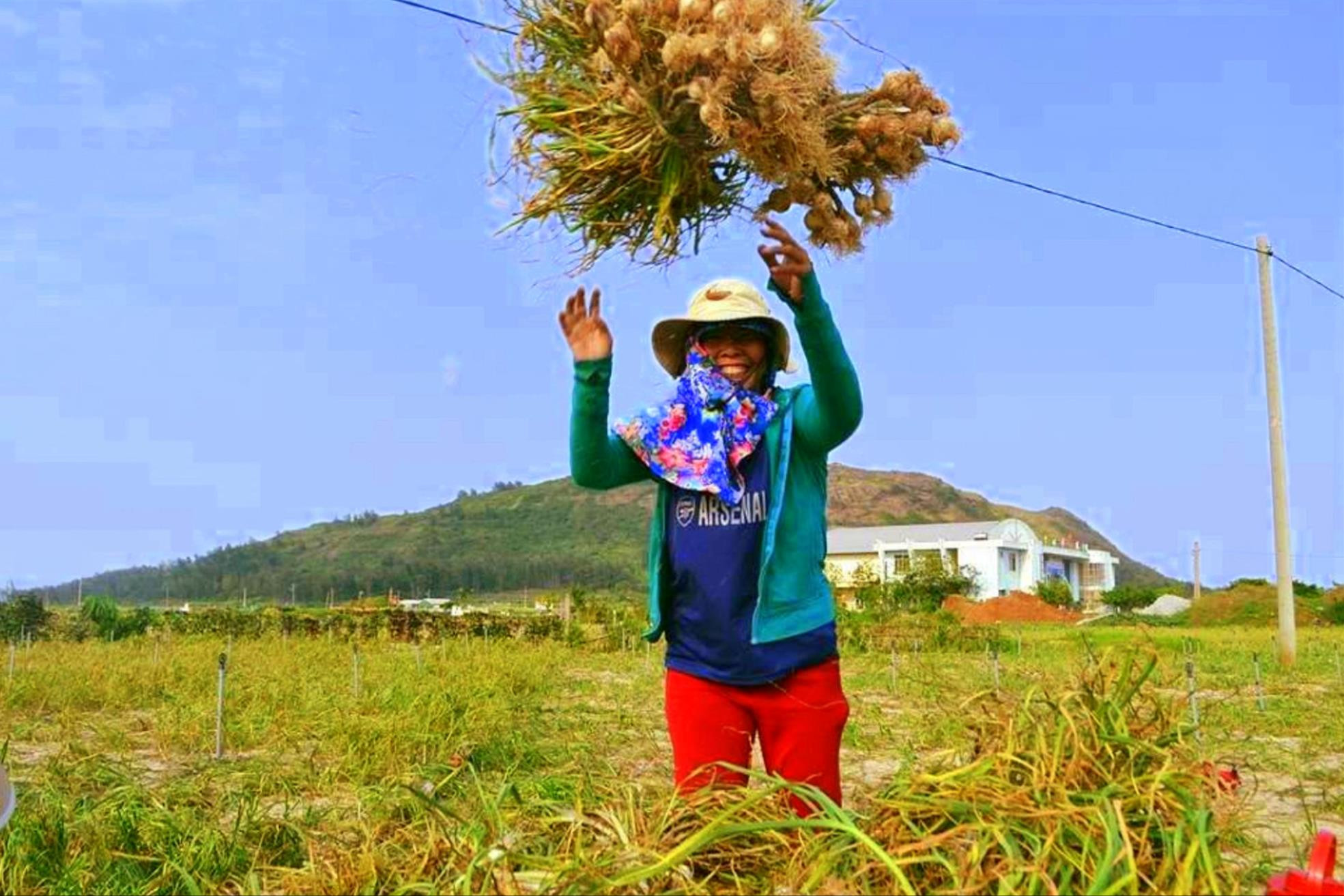 Niềm vui người nông dân vào mùa thu hoạch tỏi Lý Sơn.