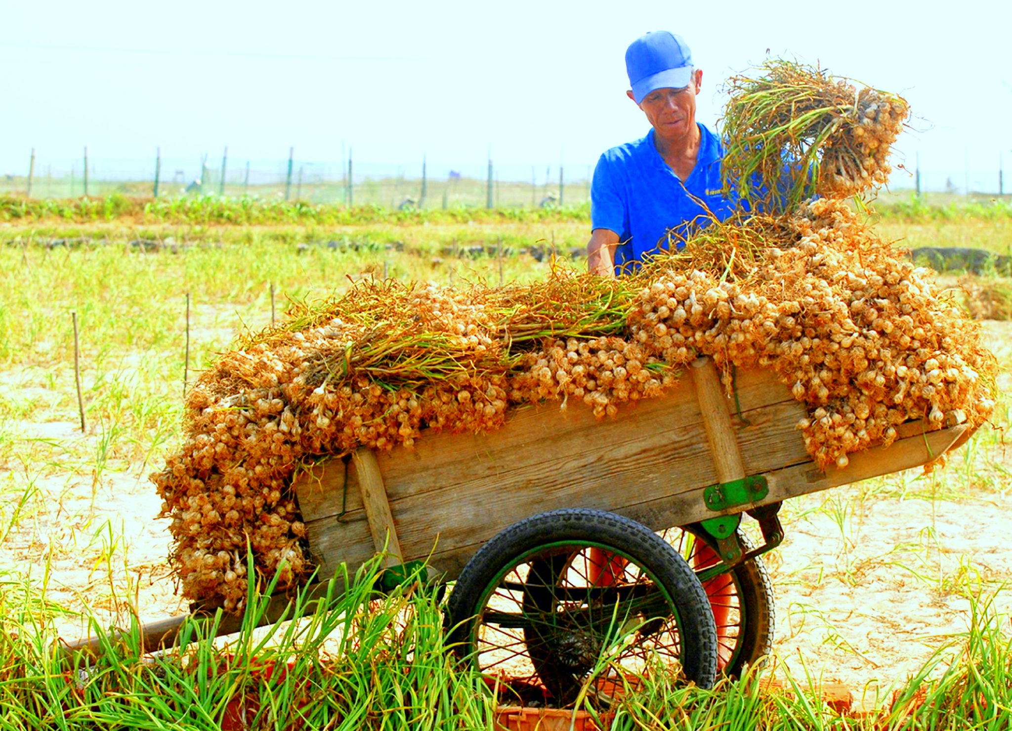Đông Nam Bộ dẫn đầu cả nước về diện tích gieo trồng cây công nghiệp nào sau đây?