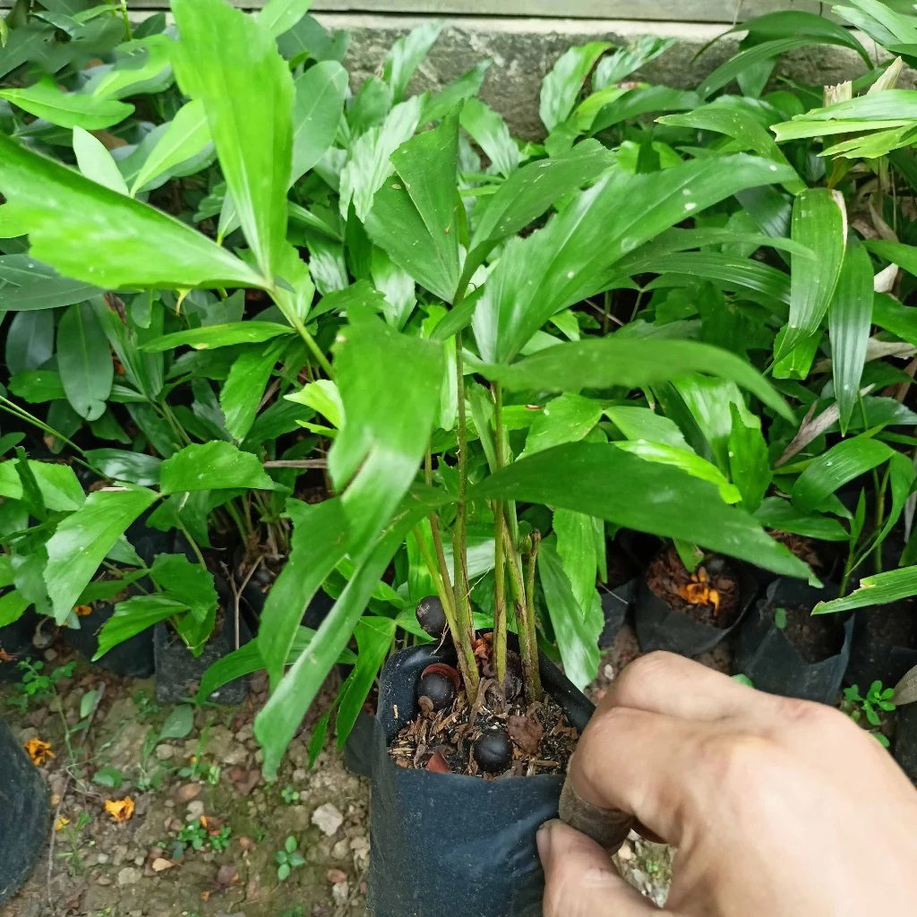 Bí quyết trồng cây đủng đỉnh