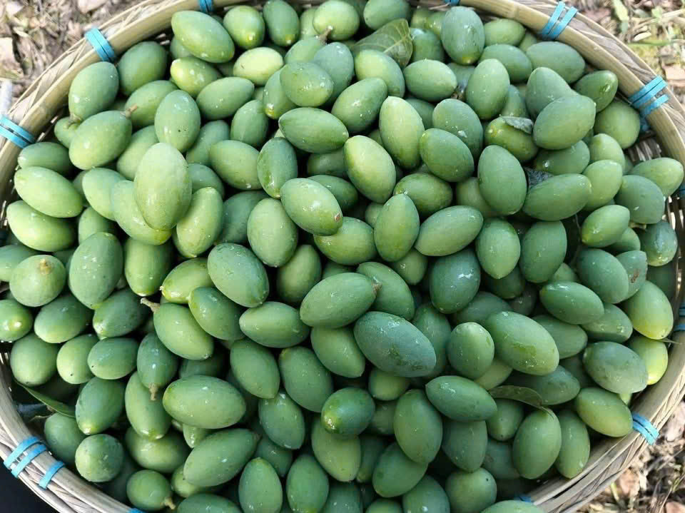 Trám xanh khi vừa thu hạch (Ảnh Việt Hà)