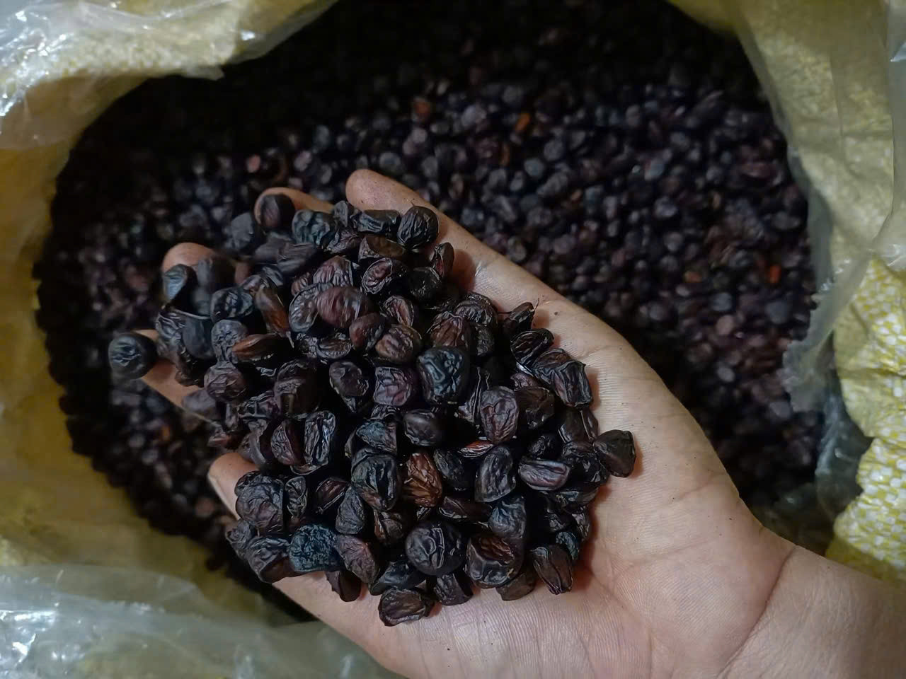 Hạt dổi sau khi được phơi khô (Ảnh Việt Hà)