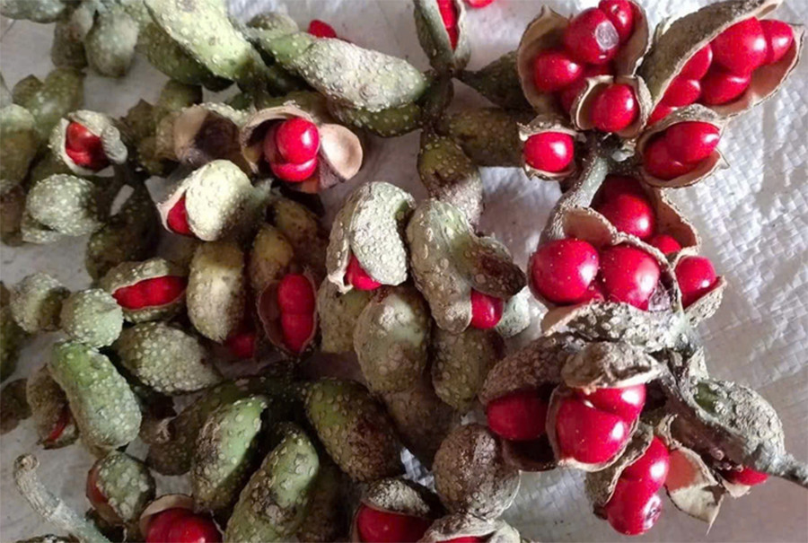 Hạt dổi - Gia vị đặc trưng của ẩm thực Tây Bắc