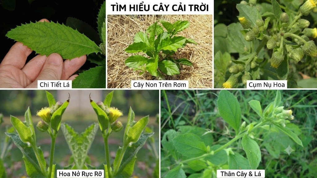 cai troi moi