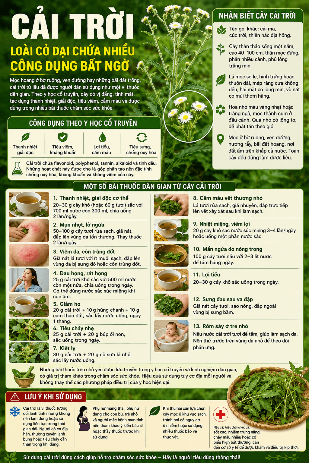 Cây cải trời