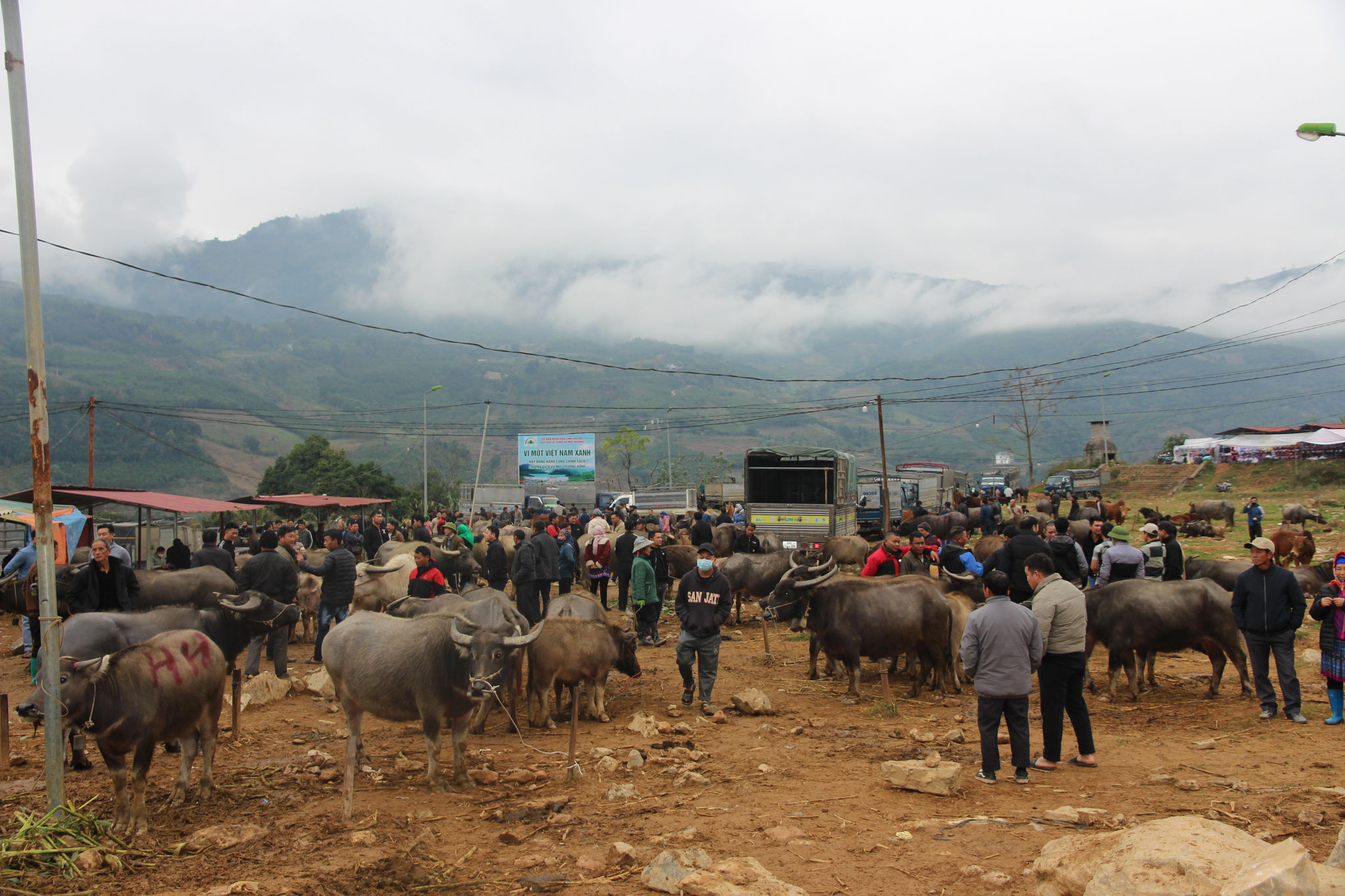 Nhiều chợ phiên vùng cao có khu vực bán gia súc với hàng nghìn con trâu bò ddwwocj đưa tới mua ban, trao đổi. Ảnh: TRọng Bảo