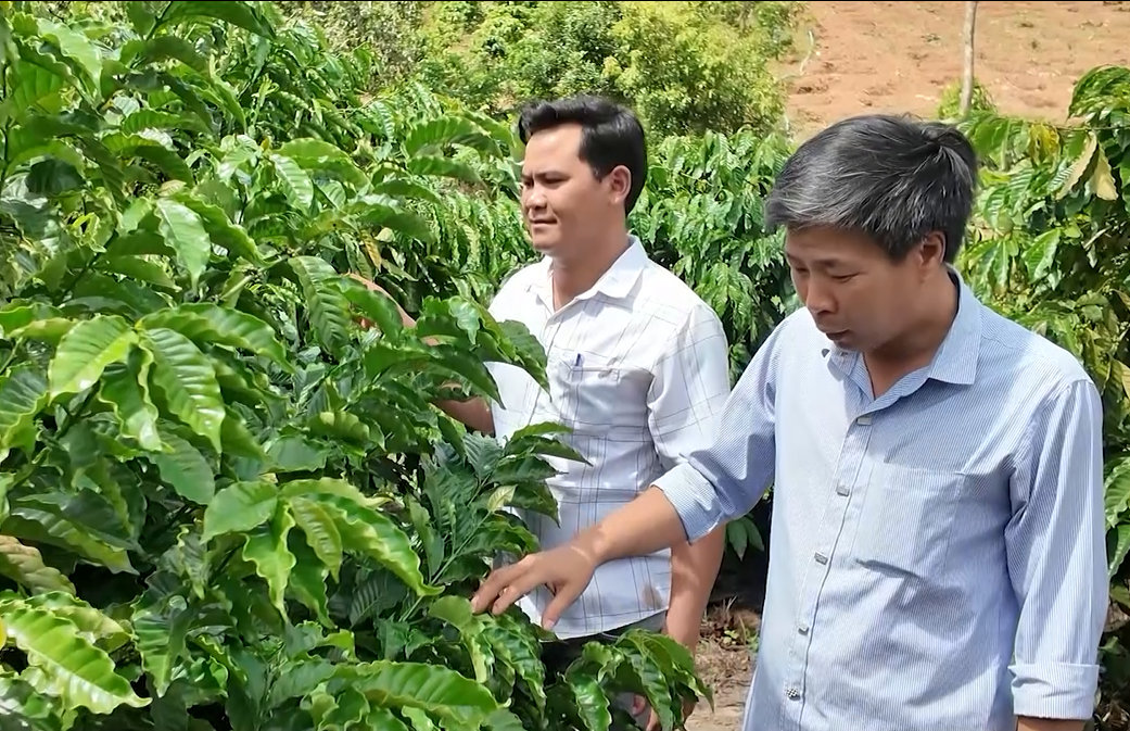 [Video] Đồng bào Xơ Đăng tự chủ, quyết tâm đổi đời từ cây cà phê 