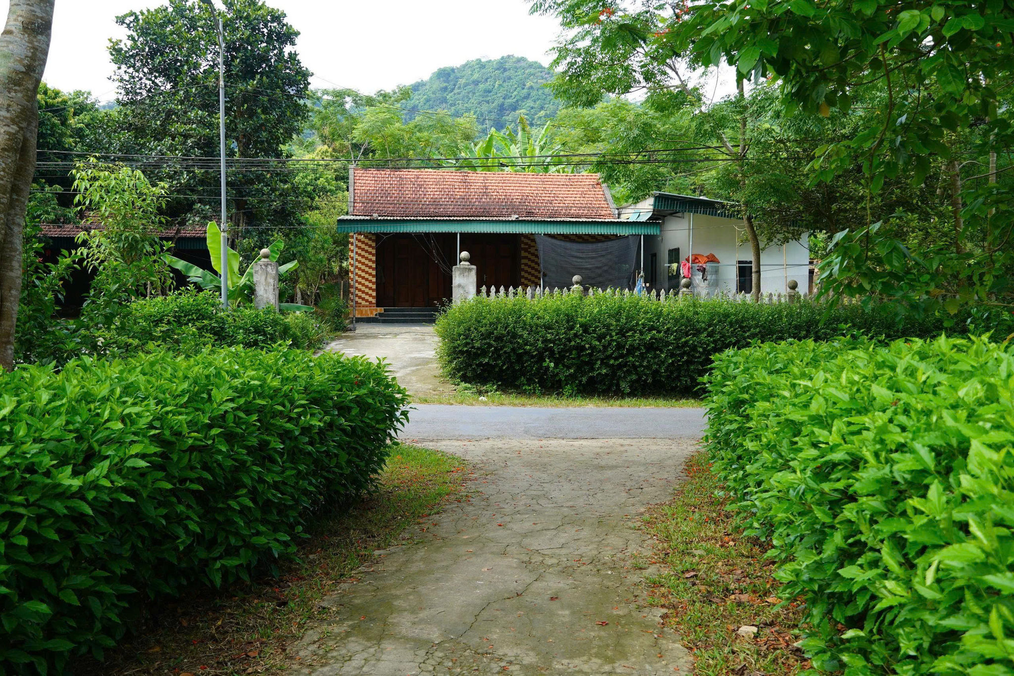 Từ vài hộ tiên phong, phong trào trồng hàng rào xanh đã lan tỏa đến nhiều hộ dân ở thôn Tân Hòa