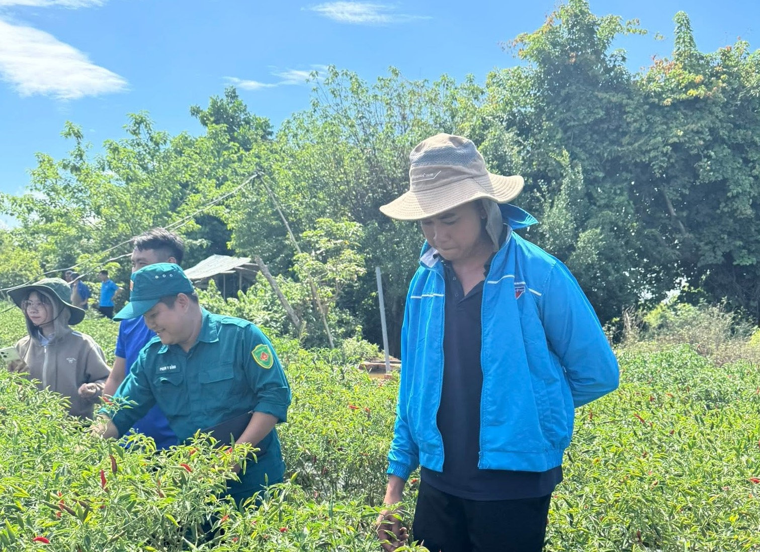 Đưa ớt sạch xuất ngoại, thanh niên dân tộc Thái thu tiền tỷ 