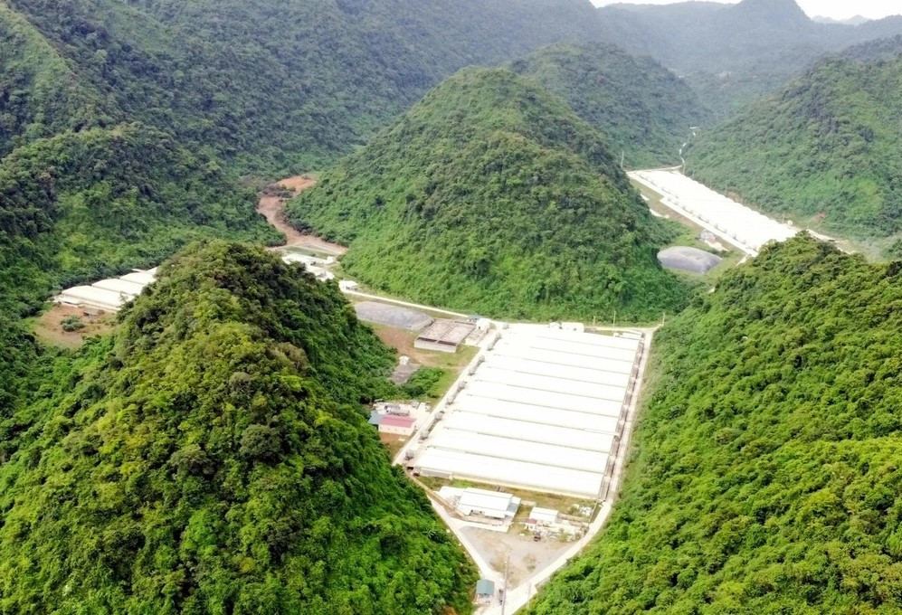 Năm người tử vong sau sự cố tại trang trại chăn nuôi lợn ở Thanh Hóa