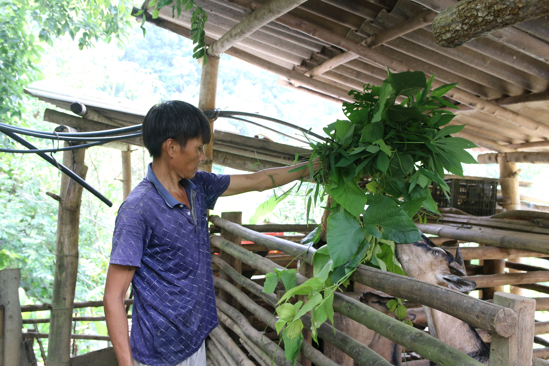 Cuối năm 2025, hộ ông Phạm văn Biền-thôn Hoa Sơn xã Phủ Thông được hỗ trợ 11 con dê giống từ vốn Chương trình MTQG 1719.