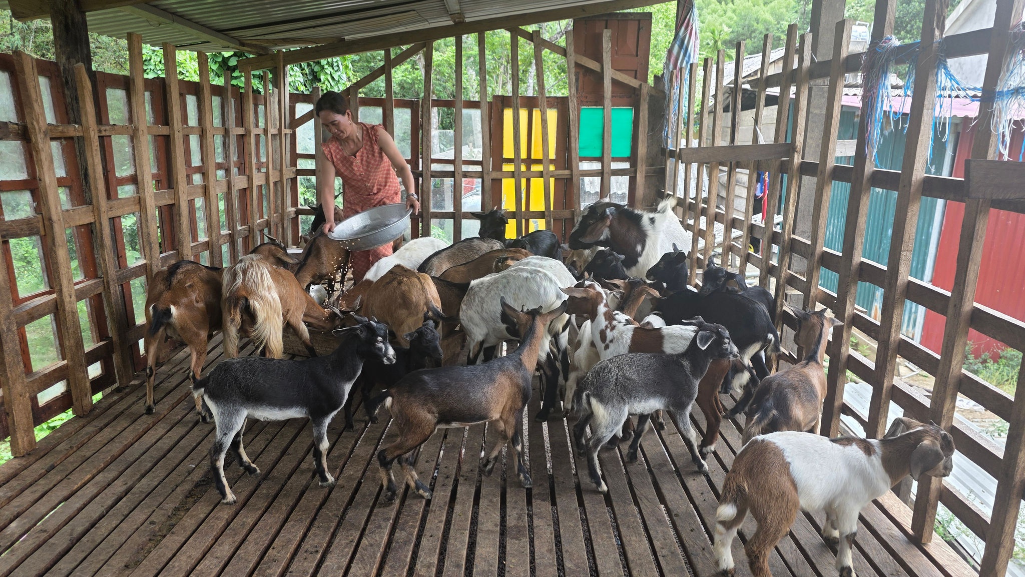 Vợ chồng người Chứt thu nhập hơn 200 triệu đồng mỗi năm từ nuôi dê lai 