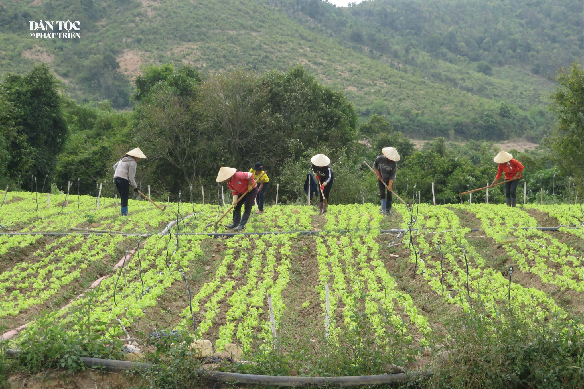 giao đất 2