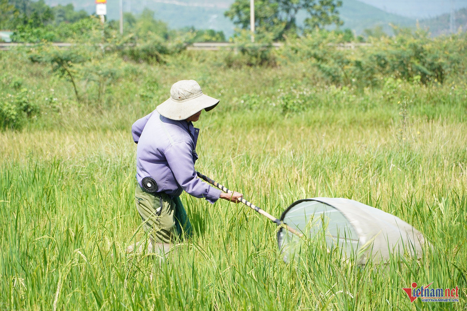 W-bắt cào cào 4.JPG.jpg