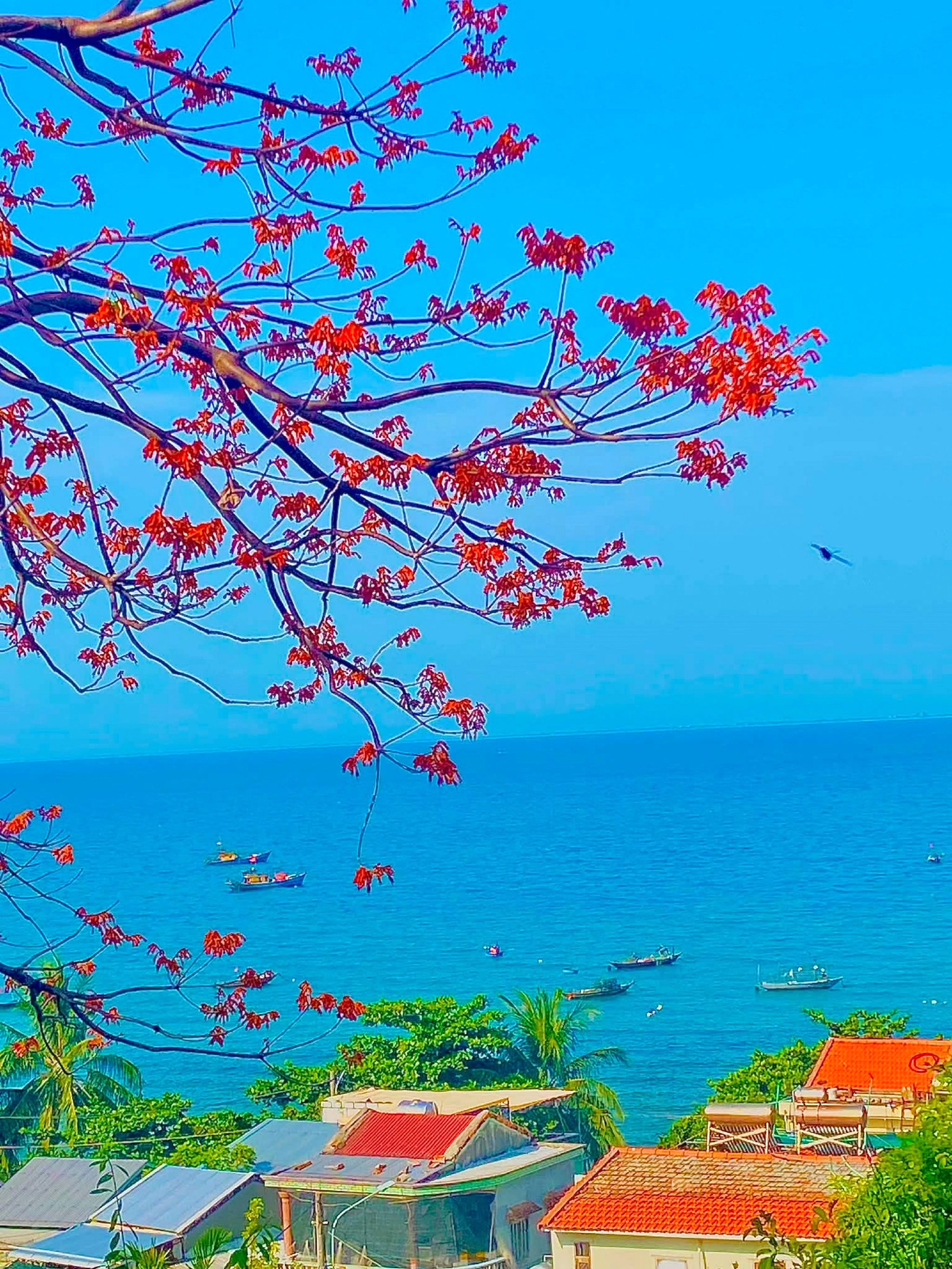 Cây ngô đồng đỏ đặc biệt ở xứ đảo Cù Lao Chàm, được Hội đồng Cây di sản Việt Nam công nhận là cây di sản. 1