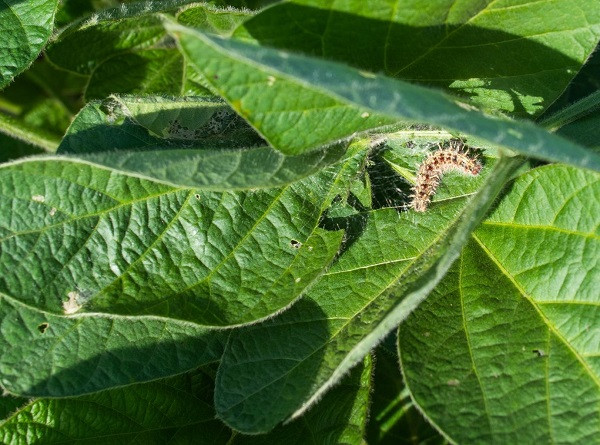 tips_to_protect_soybeans_from_pests_and_diseases.jpg