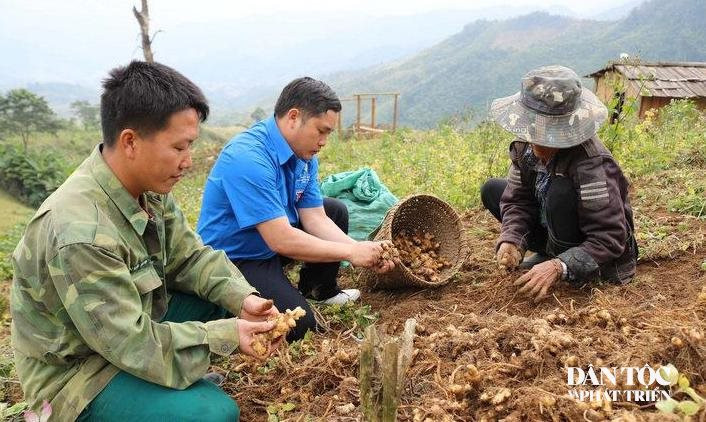 Gừng là cây chủ lực nhưng có thời điểm gặp khó khăn trong tiêu thụ
