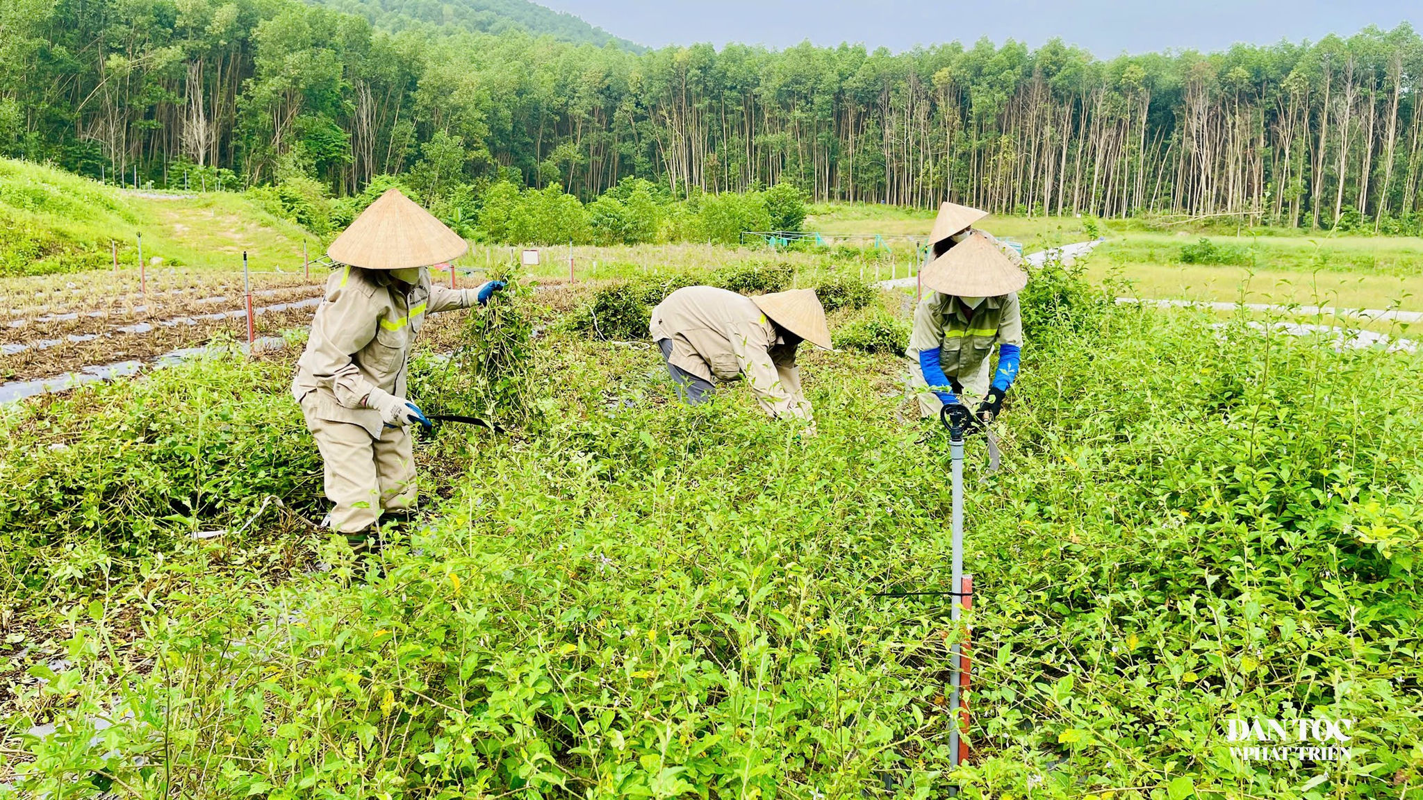Liên kết chuỗi ở nông dược Tĩnh Sáng Đường