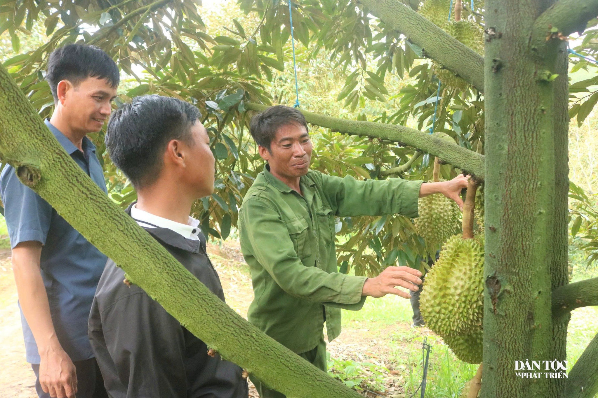 sầu riêng