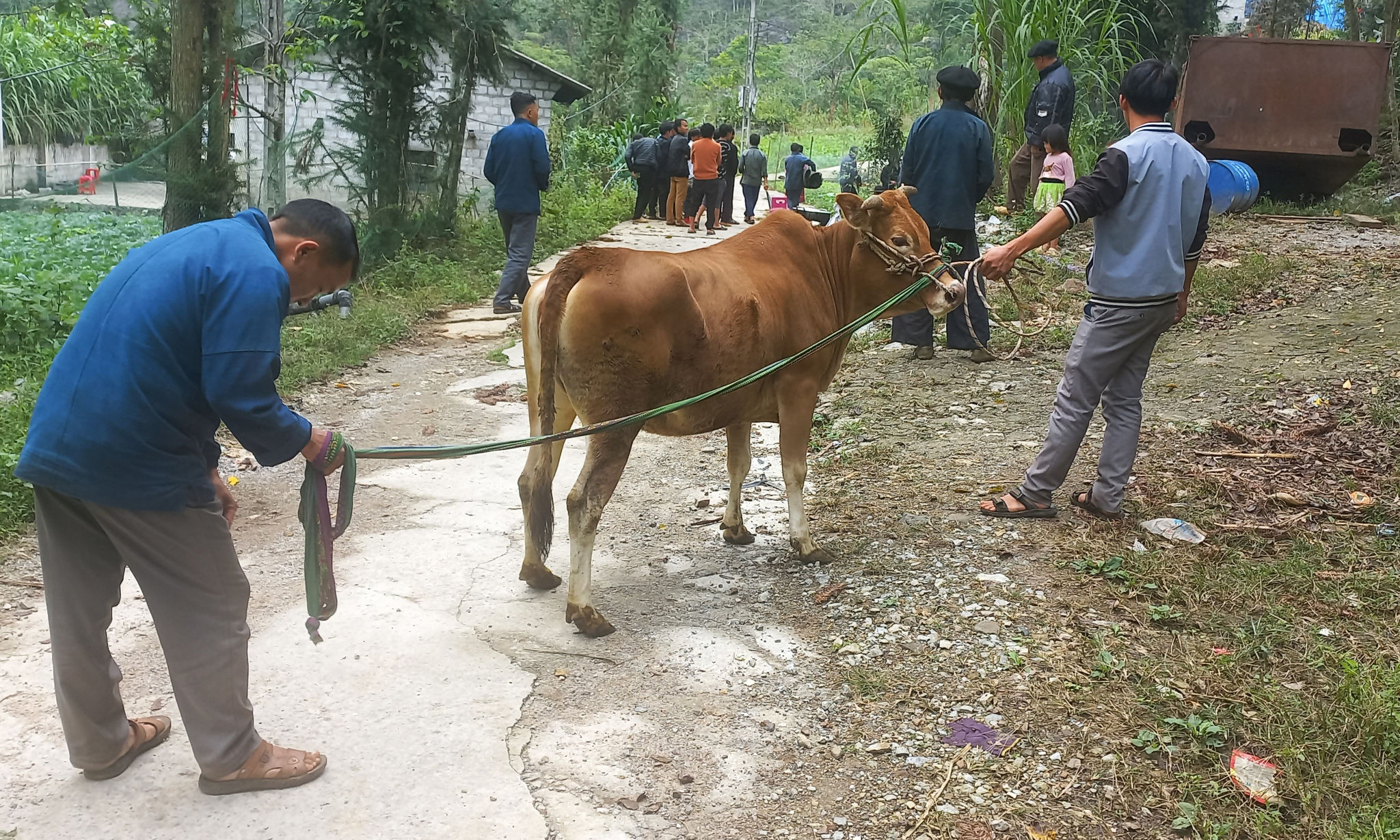 Con bò cái nặng khoảng 80 kg được chọn làm lễ vật hiến sinh trong nghi lễ. Ảnh Đỗ Quang Tuấn Hoàng.