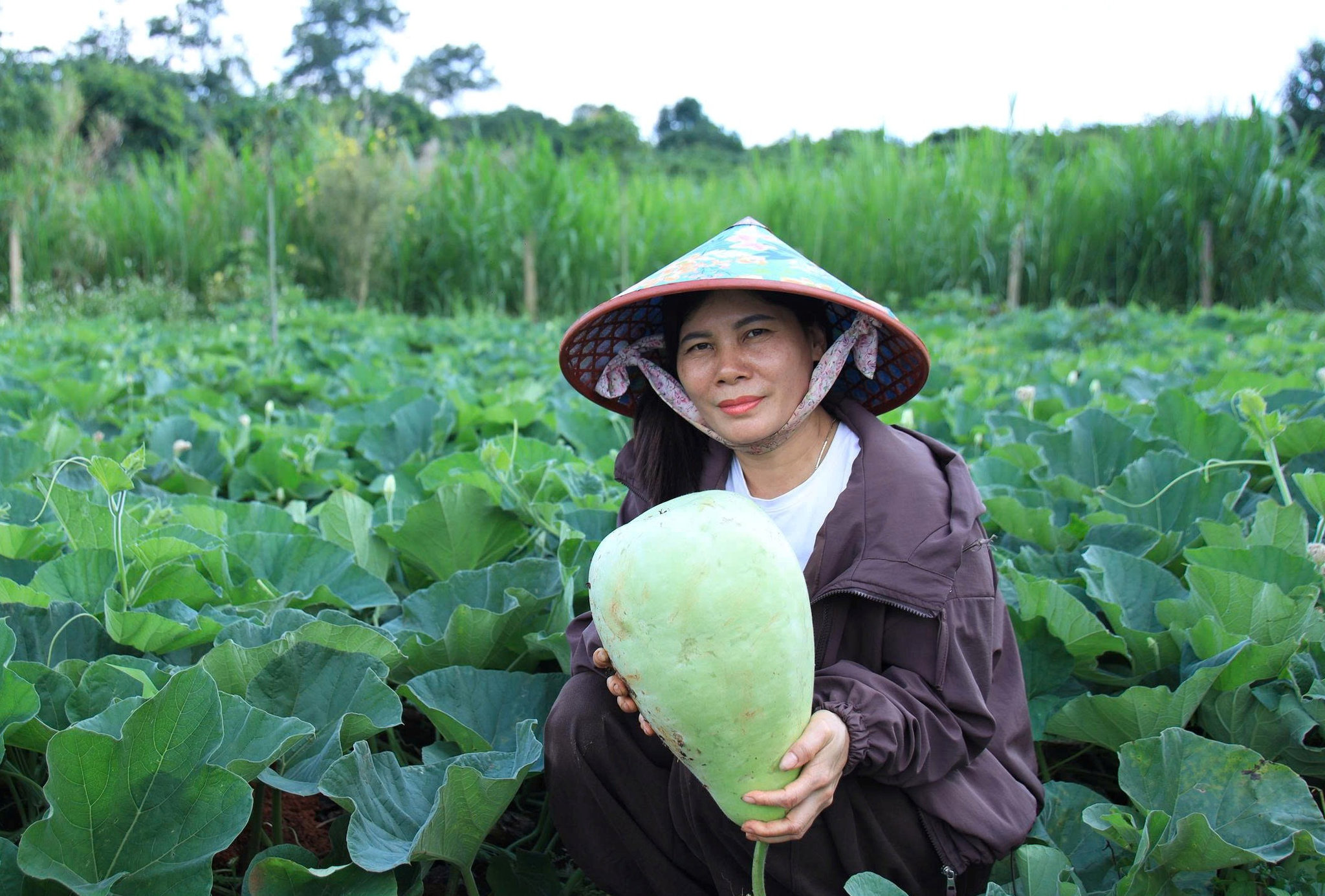 Giá trị của giống bầu “khổng lồ” này là lấy hạt xuất khẩu