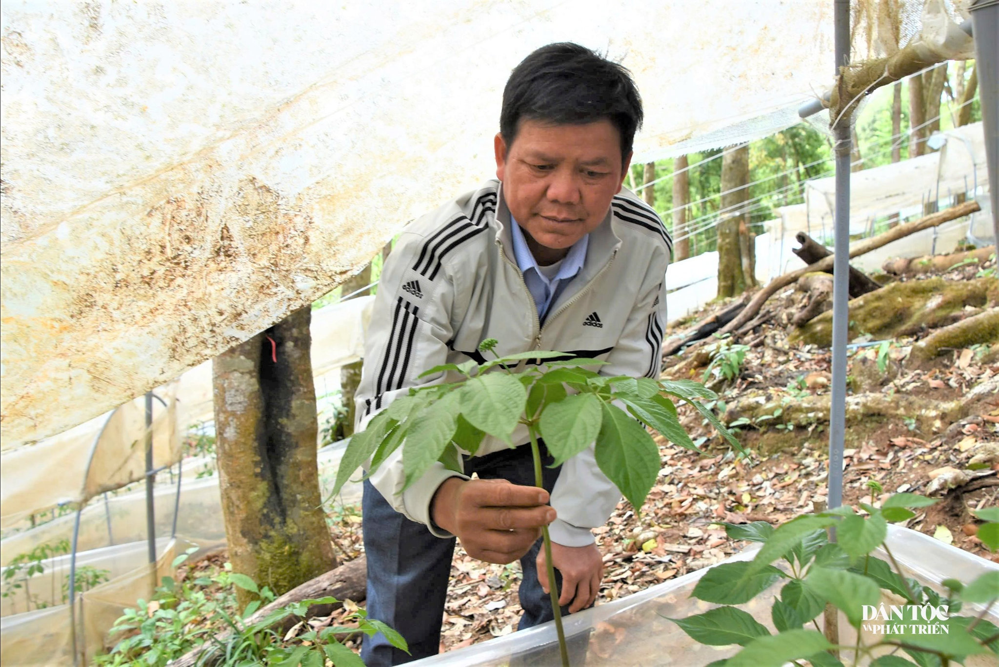sam ngoc linh 5