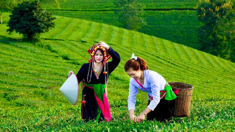 Trải nghiệp hái chè cùng người dân bản địa tại Long Cốc. Ảnh; Út Mười