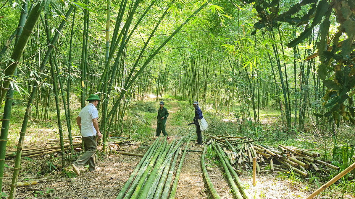 Người dân xã Tam Quang Tương Dương trồng xen canh cây mét dưới tán rừng