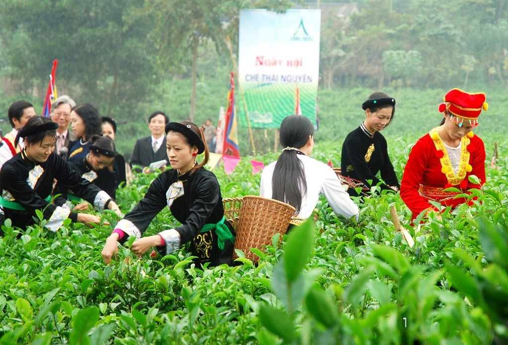 Festival Trà Quốc tế 2026 dự kiến diễn ra từ ngày 30/10 đến 7/11 với chủ đề Thái Nguyên - Đệ nhất danh trà. Ảnh: MyThaiNguyen