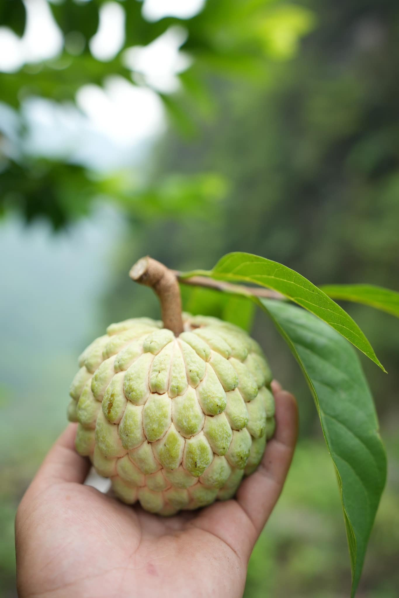 https://static-images.vnncdn.net/vps_images_publish/000001/000003/2026/8/10/huu-lung-hai-na-2729-1083.jpg