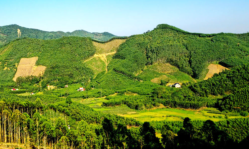 Mai Toan