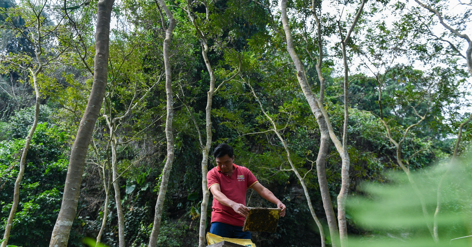 Đặc sản Tây Bắc 'sống nhờ núi đá' giúp người dân vùng cao làm giàu 