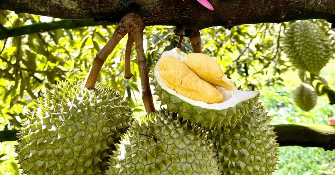 Sầu riêng Đắk Lắk trước cơ hội tỷ USD: Làm lớn phải tính đường dài