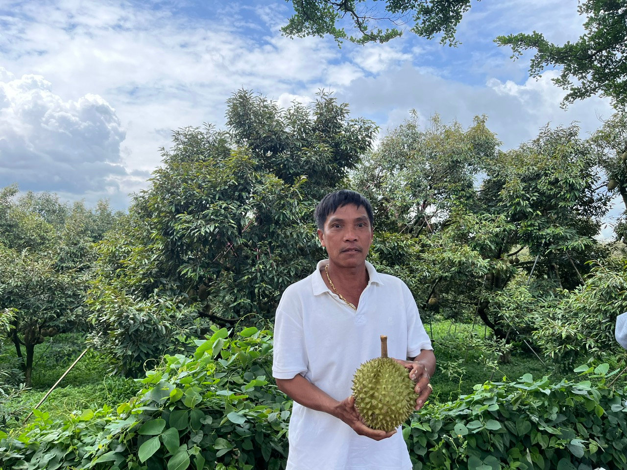 Ông Ama Thi buôn Ko Siêr quảng bá sầu riêng ngay trên rẫy của gia đình