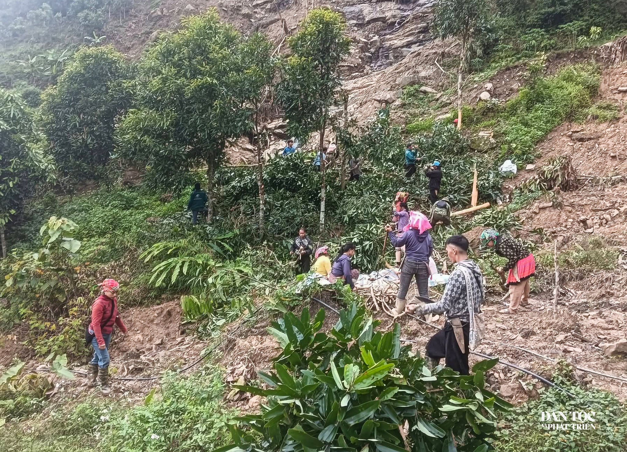 Chặt quế để làm đường giao thông