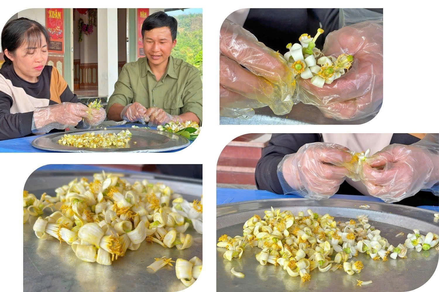 Đôi bàn tay khéo léo của người dân địa phương nâng niu từng cánh hoa bưởi, tạo nên thức quà trà thơm dịu nhẹ nức tiếng gần xa.