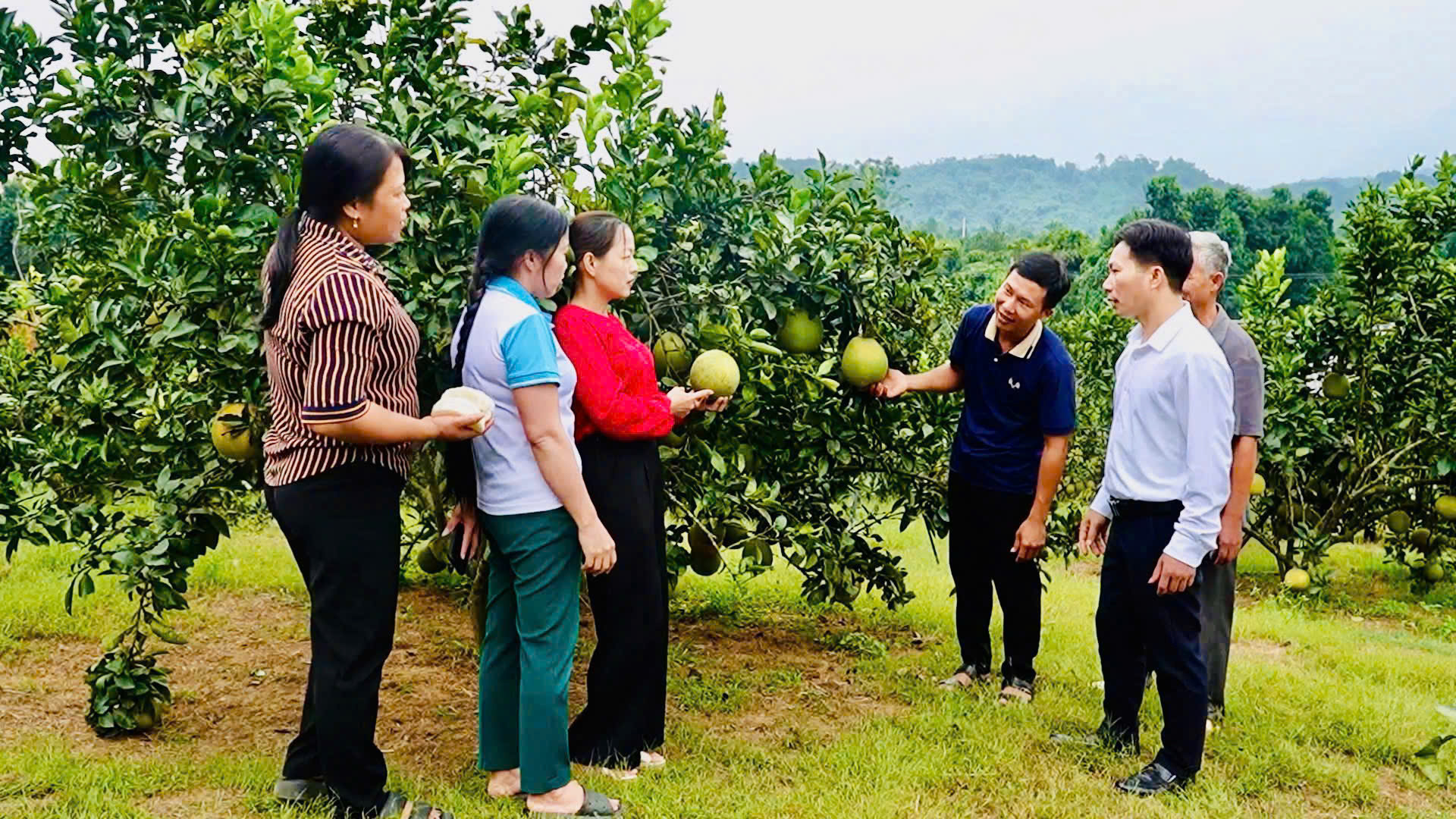 lãnh đạo xã Bảo Thắng thăm mô hình bưởi của gia đình anh Nguyễn Văn Tiến thôn múc