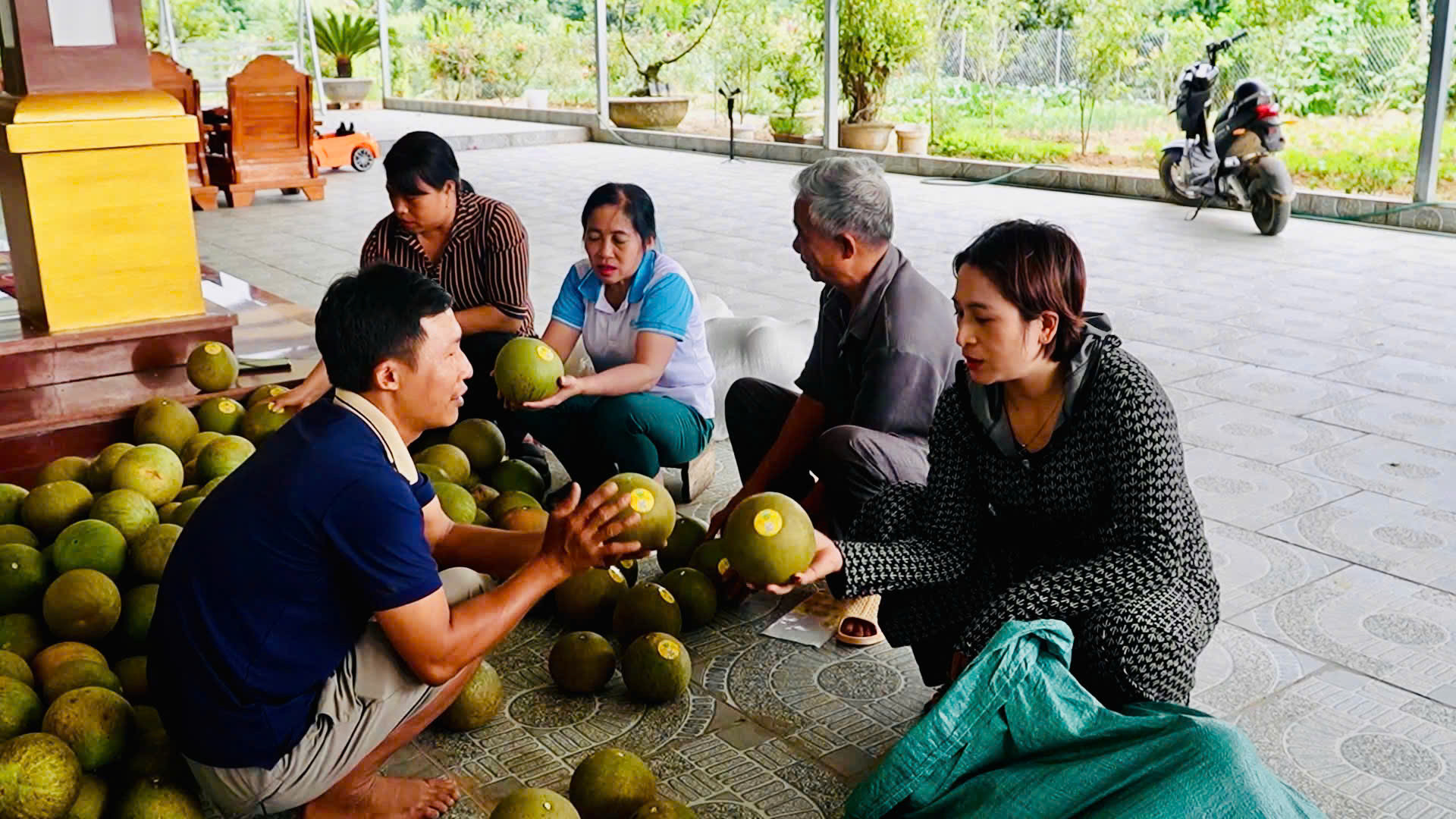 Người dân thôn Múc dán tem truy xuất nguồn gốc cho bưởi trước khi đưa ra thị trường.