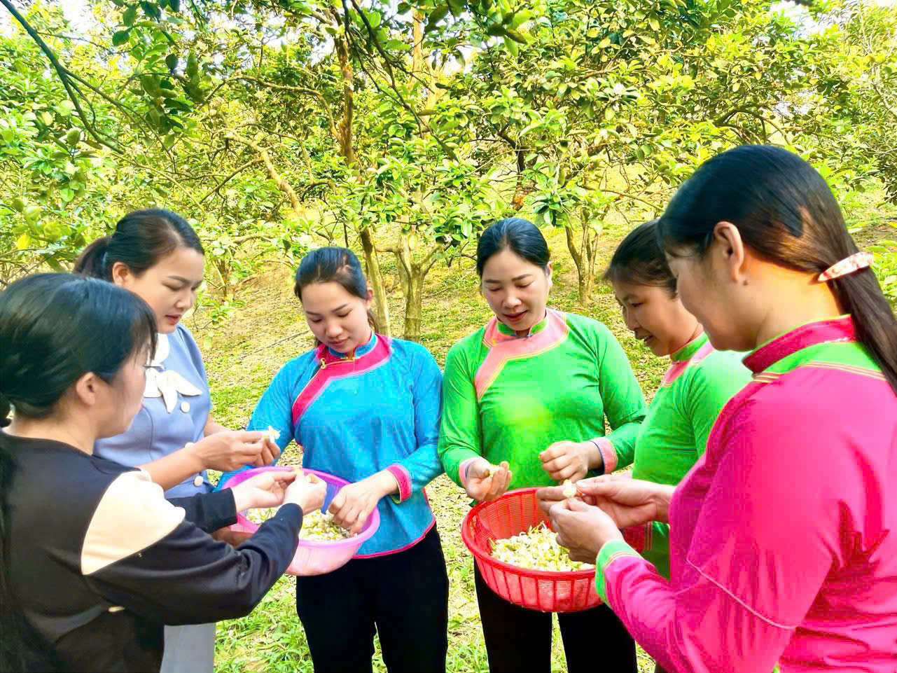 Người dân thôn Múc thu hái hoa bưởi để làm trà bưởi — thức quà mang hương thơm dịu nhẹ của làng quê.