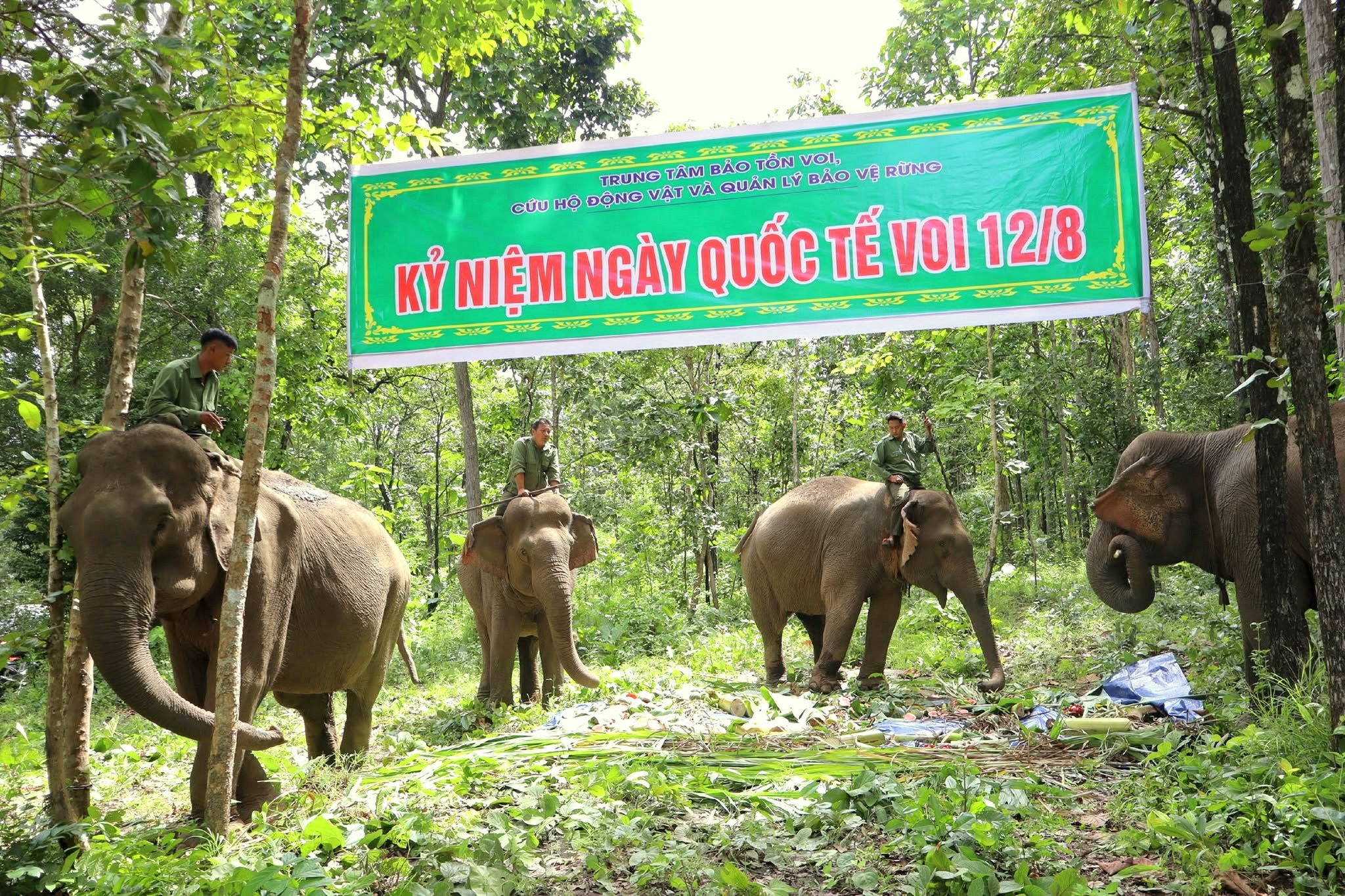 Cán bộ, nhân viên Trung tâm ECC gắn bó với voi bằng tình yêu và trách nhiệm. (2)