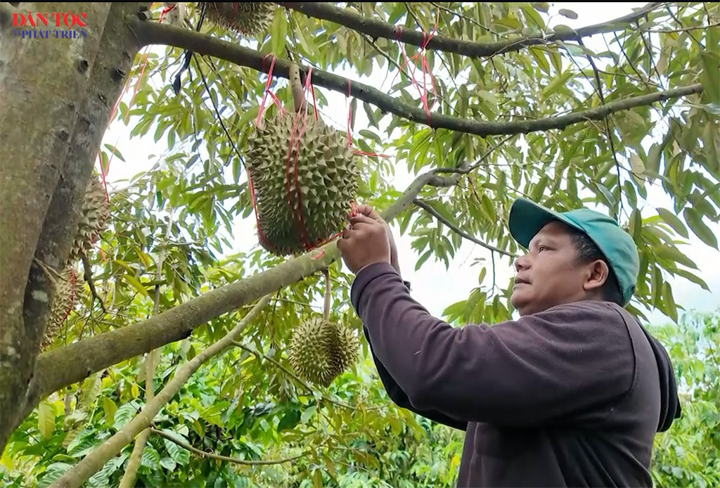 [Video] Những điển hình vươn lên làm giàu ở vùng cao Quảng Ngãi 