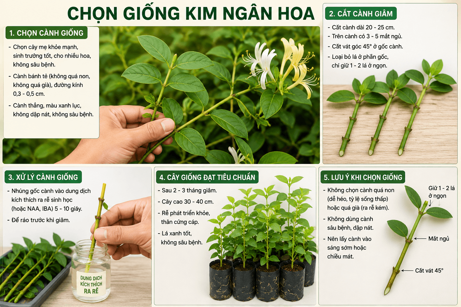 Kim ngân hoa